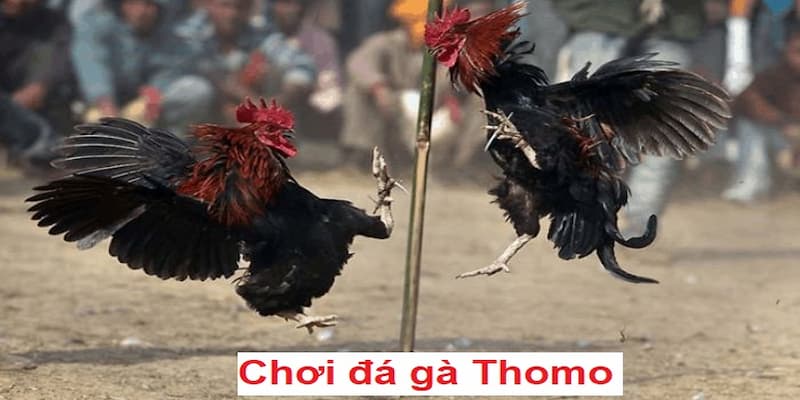 Bí quyết chơi đá gà trực tiếp Thomo hiệu quả cho newbie